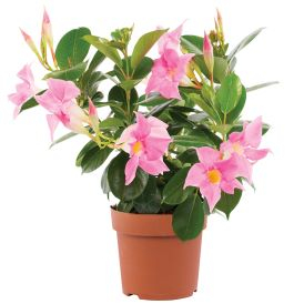 Dipladenia Jade Pink Product Image